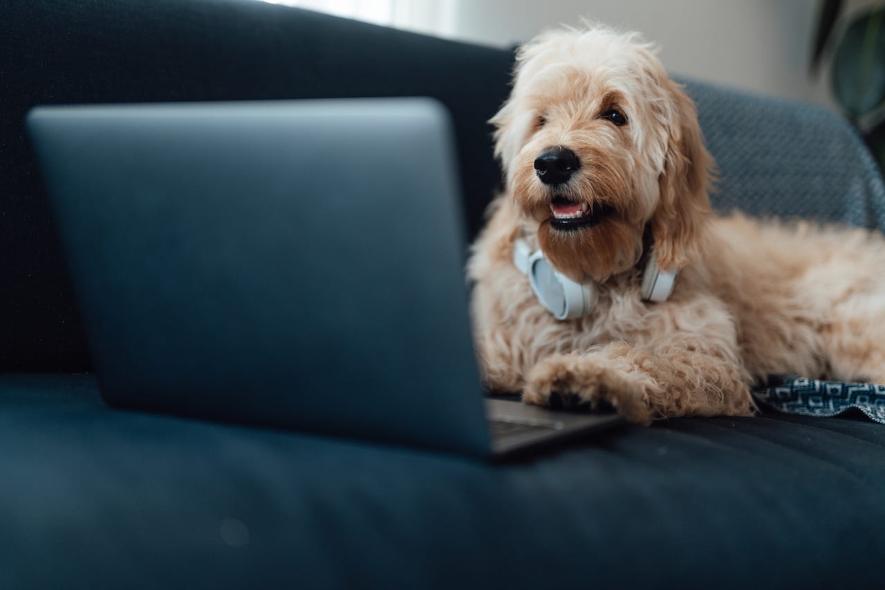Dog looking at laptop