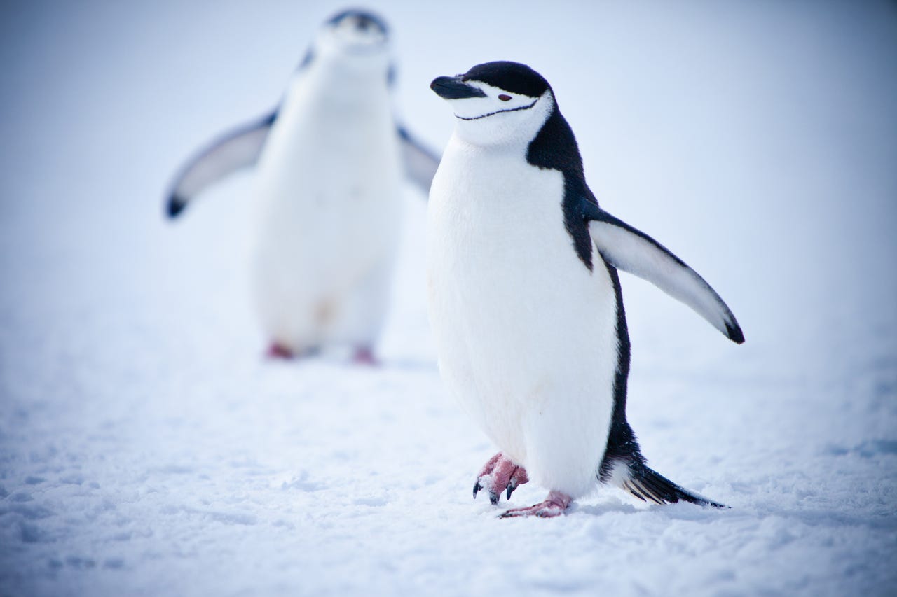 Penguins representing LInux