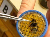 Photos: RFID bumblebees create a buzz