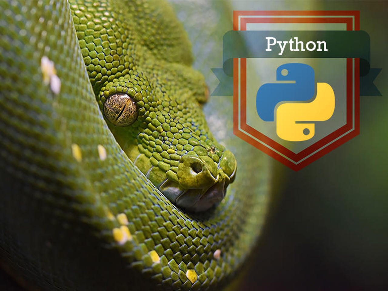 gallery-python.jpg