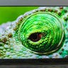 Closeup of the Amazon Fire TV Omni Series QLED. The screen shows an extreme closeup of a chameleon's eye