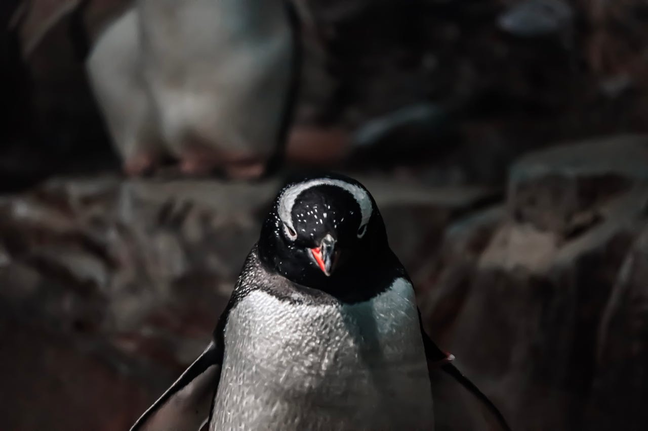 penguin-gettyimages-1473514702