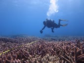 AIMS rolls out ReefCloud to speed up coral reef monitoring