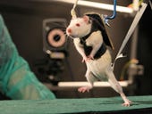 Paraplegic rats walk again after robot therapy and spinal cord stimulation