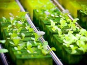 Automated vertical indoor farming set to sprout