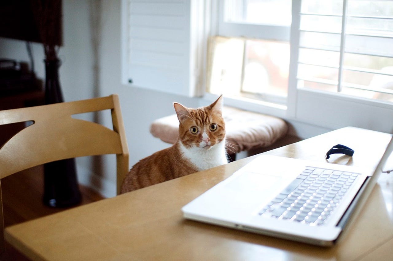 cat-laptop-kitchen.jpg