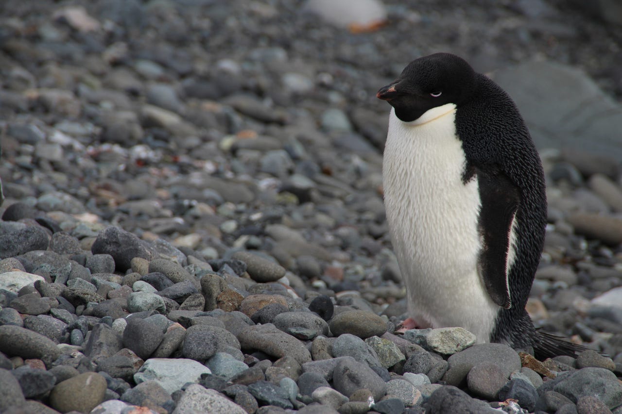 Pingüino Adelia, Isla Rey Jorge, Antártida