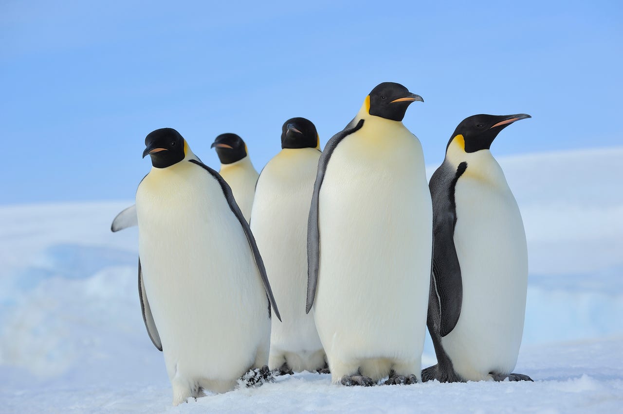 5 penguins