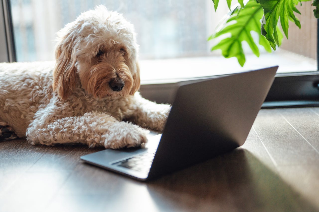 Dog typing on a laptop