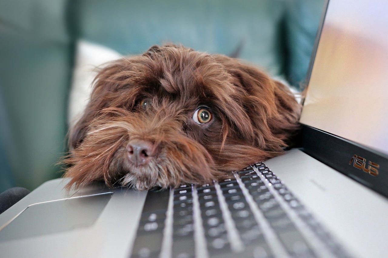 dog-and-laptop.jpg