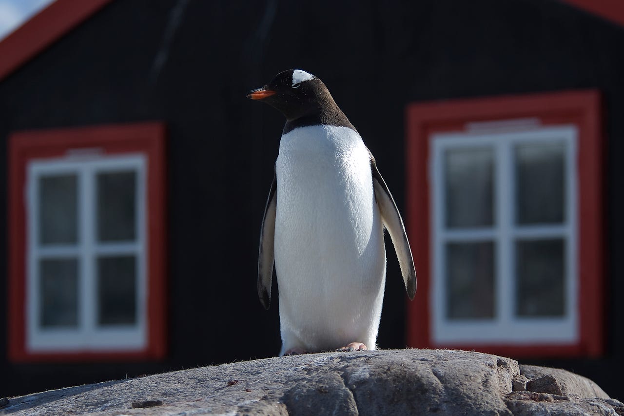 Penguin in front of windows