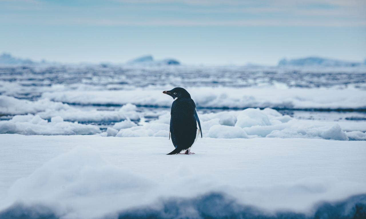 lone Penguin