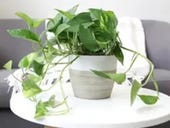So you want an indoor plant for your office or desk. But which is best?