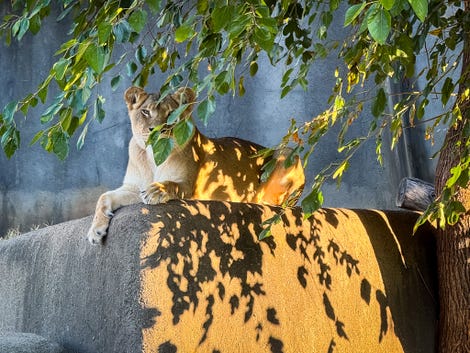 Lionne au zoo de Louisville, prise avec l'iPhone 15 Pro Max