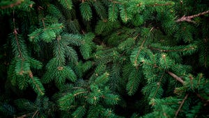 Christmas  Fir tree brunch textured Background. Fluffy pine tree brunch close up. Green spruce