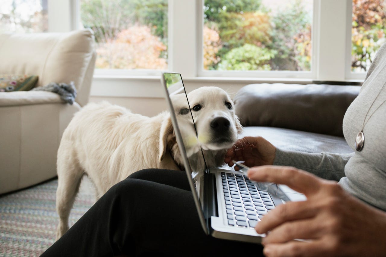 woman using laptop with dog