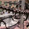 Case Study: Next generation Wi-Fi network extends the Fernbank museum experience