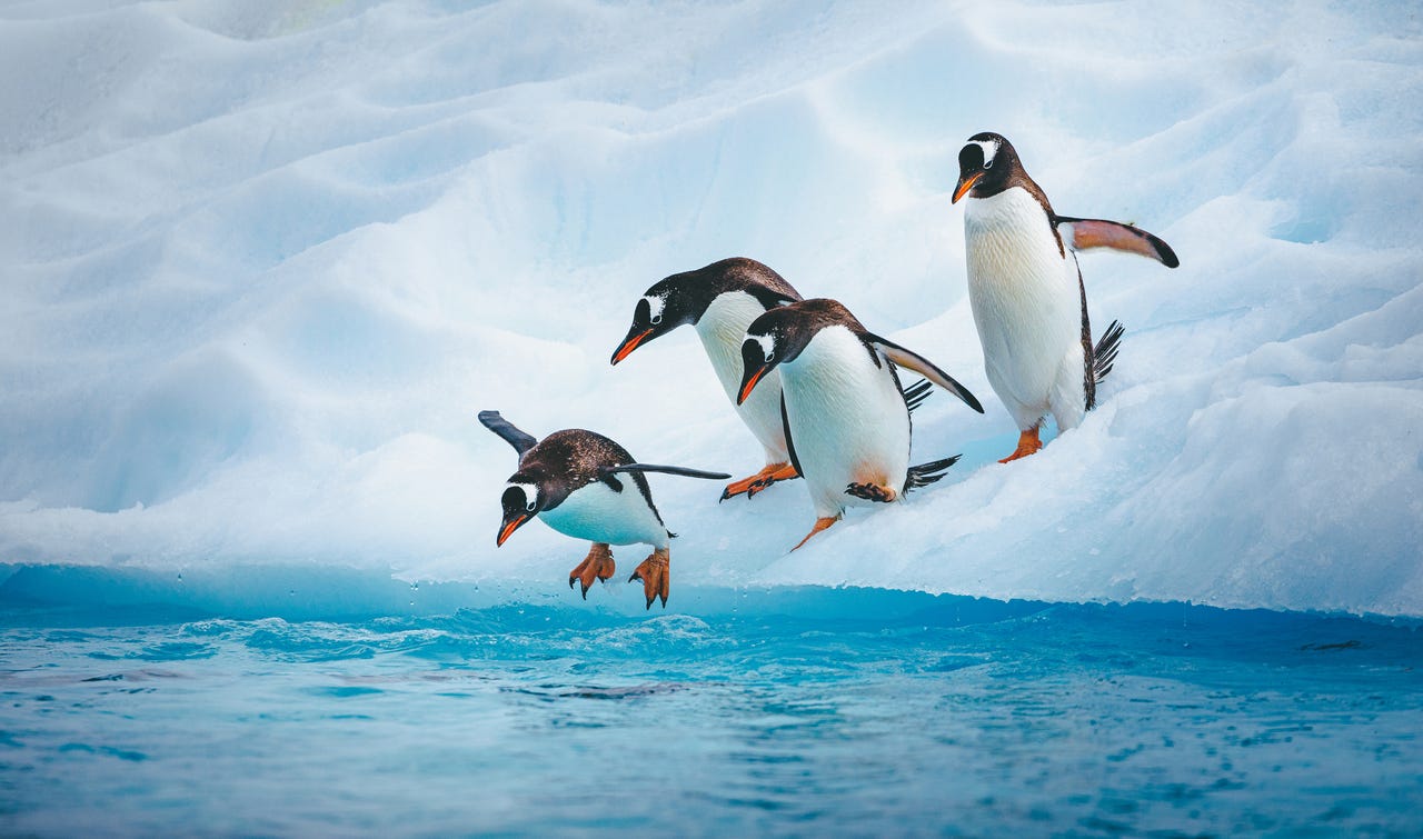 Penguins diving into the water