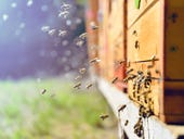 How the internet is helping save the bees
