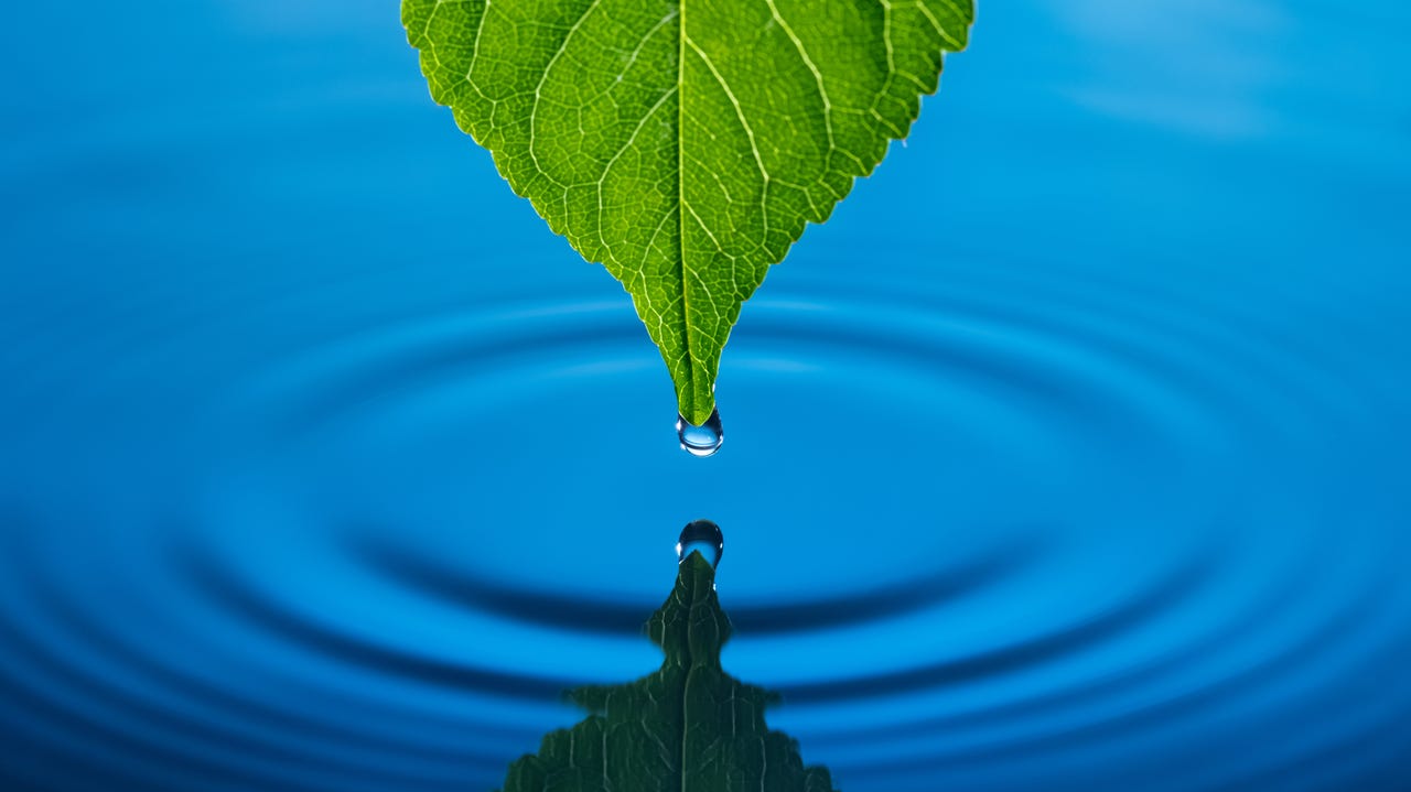 A leaf drips over its reflection in water.