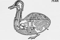 digesting-duck.jpg