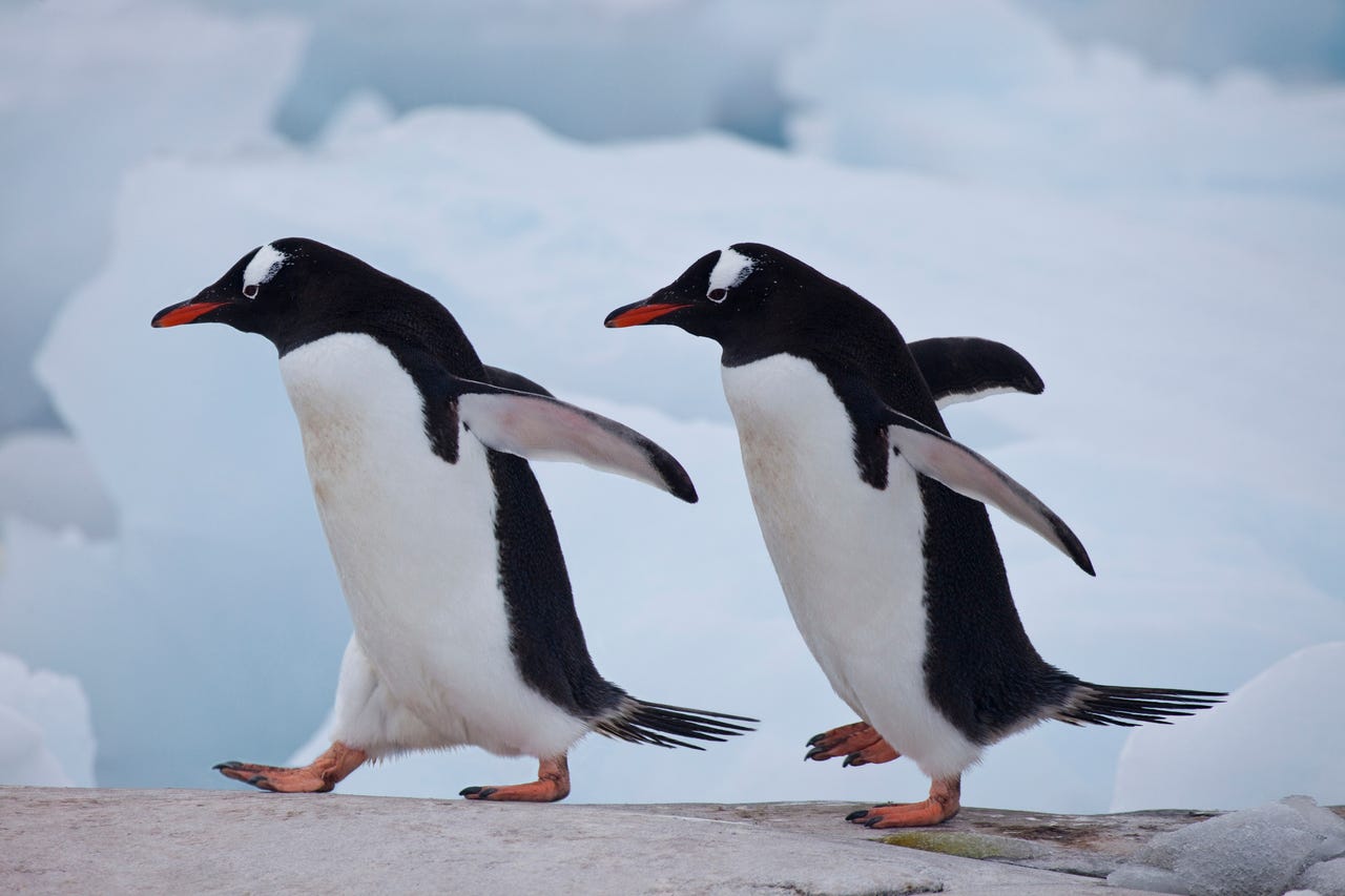 Two penguins walking towards the left
