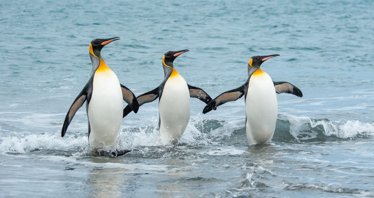 three penguins in the water