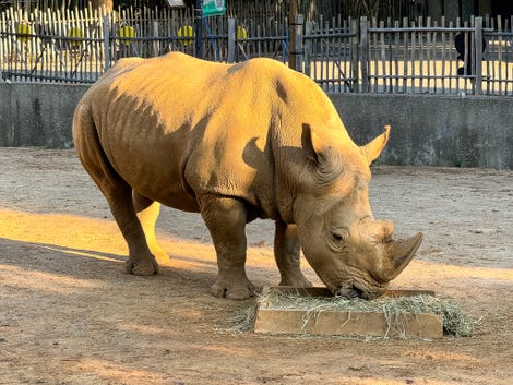 Rhinocéros au zoo de Louisville, pris avec l'iPhone 15 Pro Max