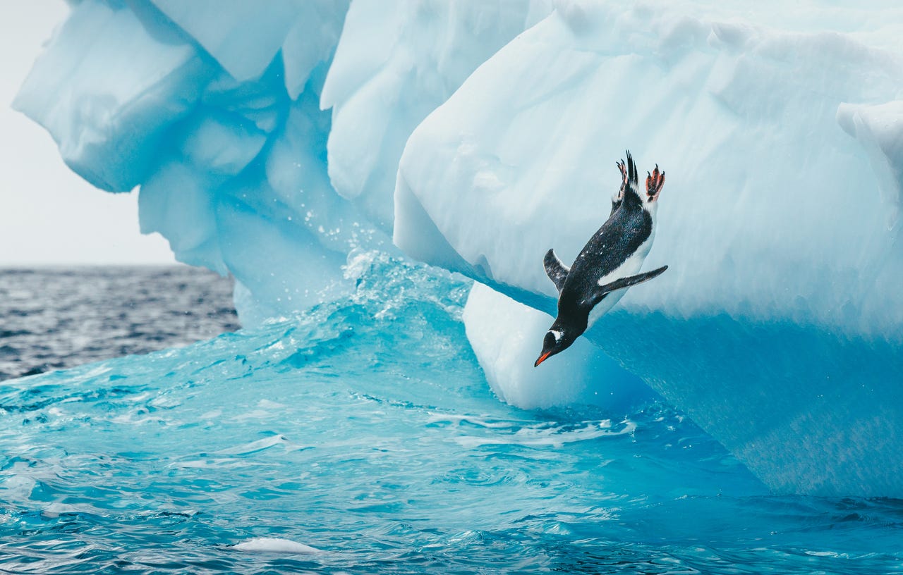 penguin diving in