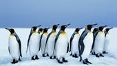 Linux kernel 6.6 is the next long-term support release