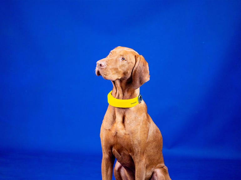 Invoxia mengumumkan Smart Dog Collar untuk melacak kesehatan dan lokasi hewan peliharaan Anda