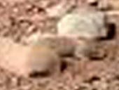 Was a squirrel discovered on Mars?