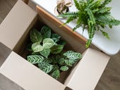 The best plant subscription boxes you can buy