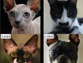 What does AI know of cats and dogs? Maybe very little