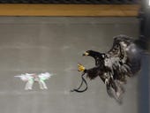 Dutch police train eagles to fight illegal drones (Video)