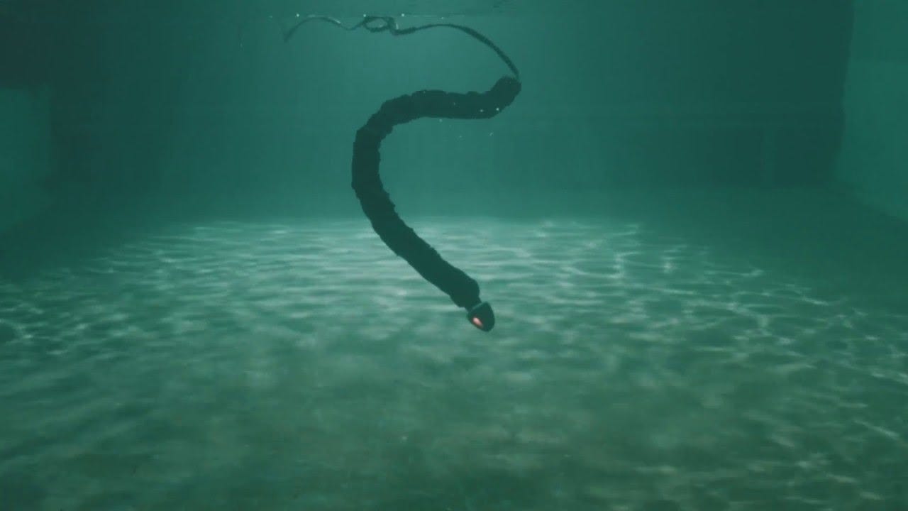 underwater-snake.jpg