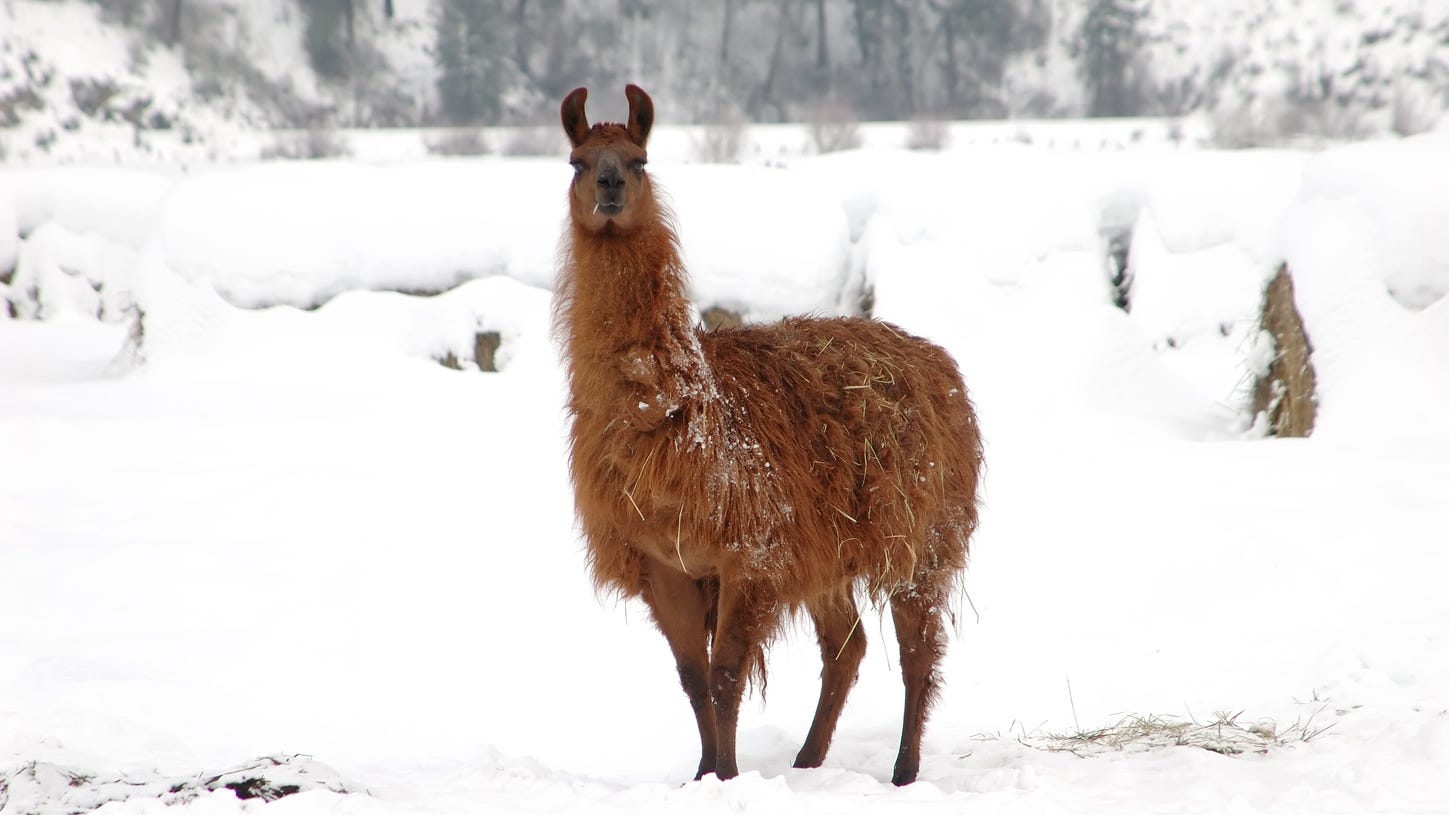llama-snowgettyimages-1470819975