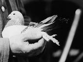 Don't diss the pigeons: How nature's algorithm rivals AI