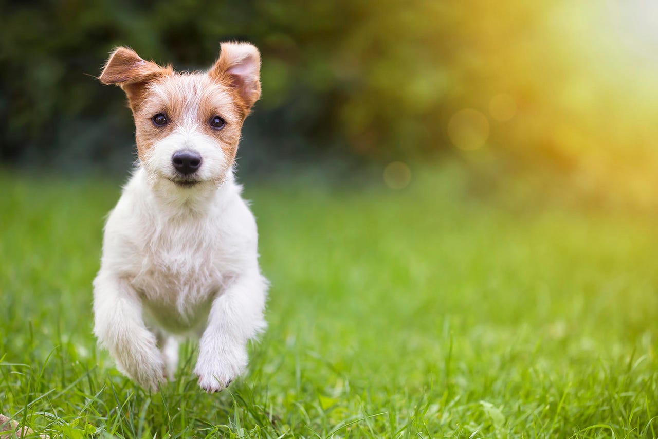 Happy pet dog puppy running in the grass