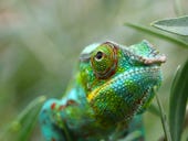 Did you really 'like' that? How Chameleon attacks spring in Facebook, Twitter, LinkedIn