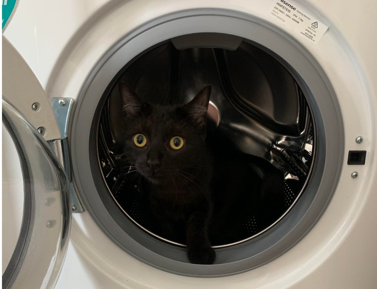 cat-in-washing-machine-boston.jpg