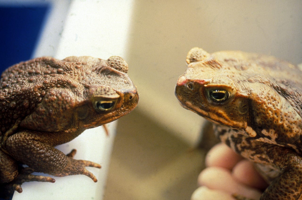 csiro-cane-toads.jpg