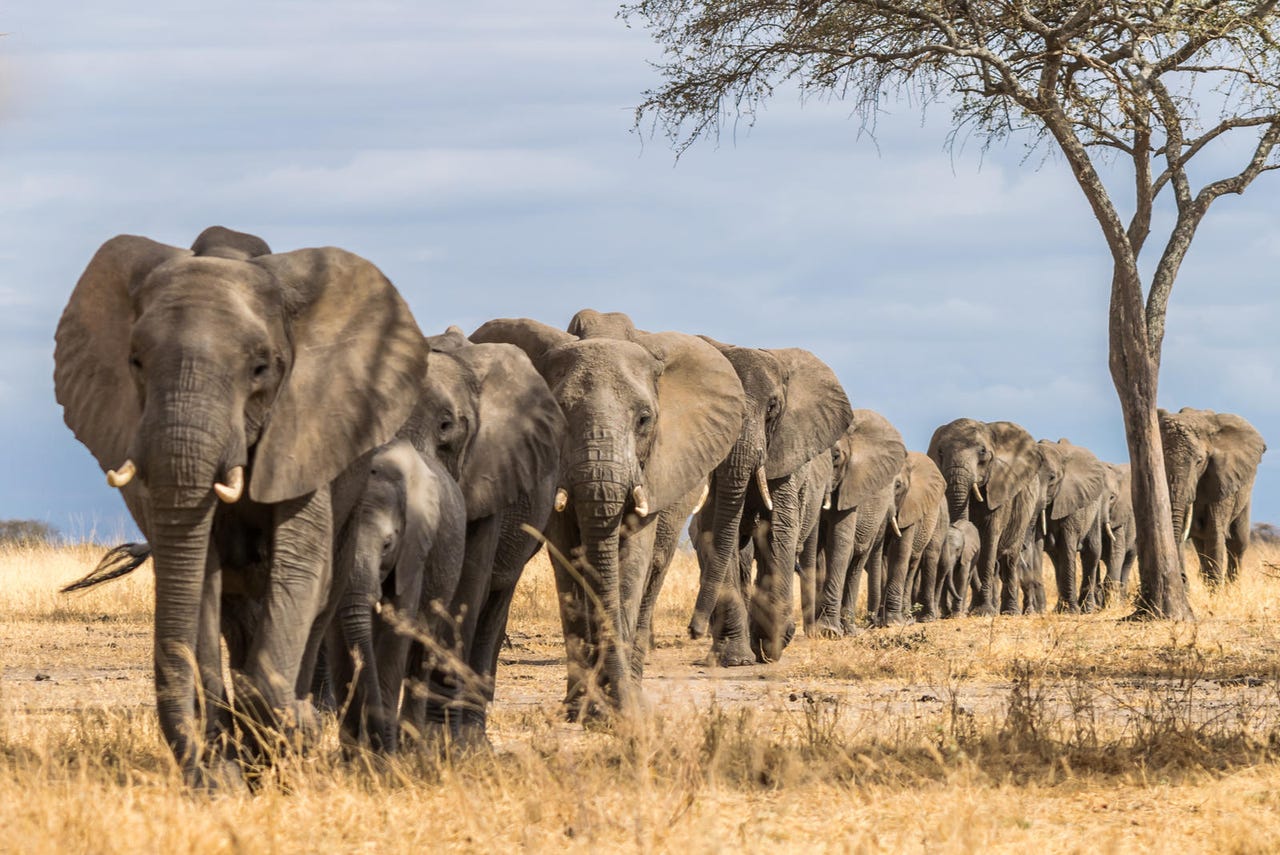 herd-of-elephants.jpg
