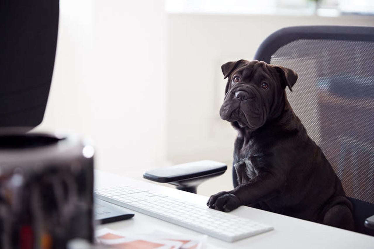 Humorous Shot Of French Sharpei Puppy Sitting In Chair At Desk Looking At Computer