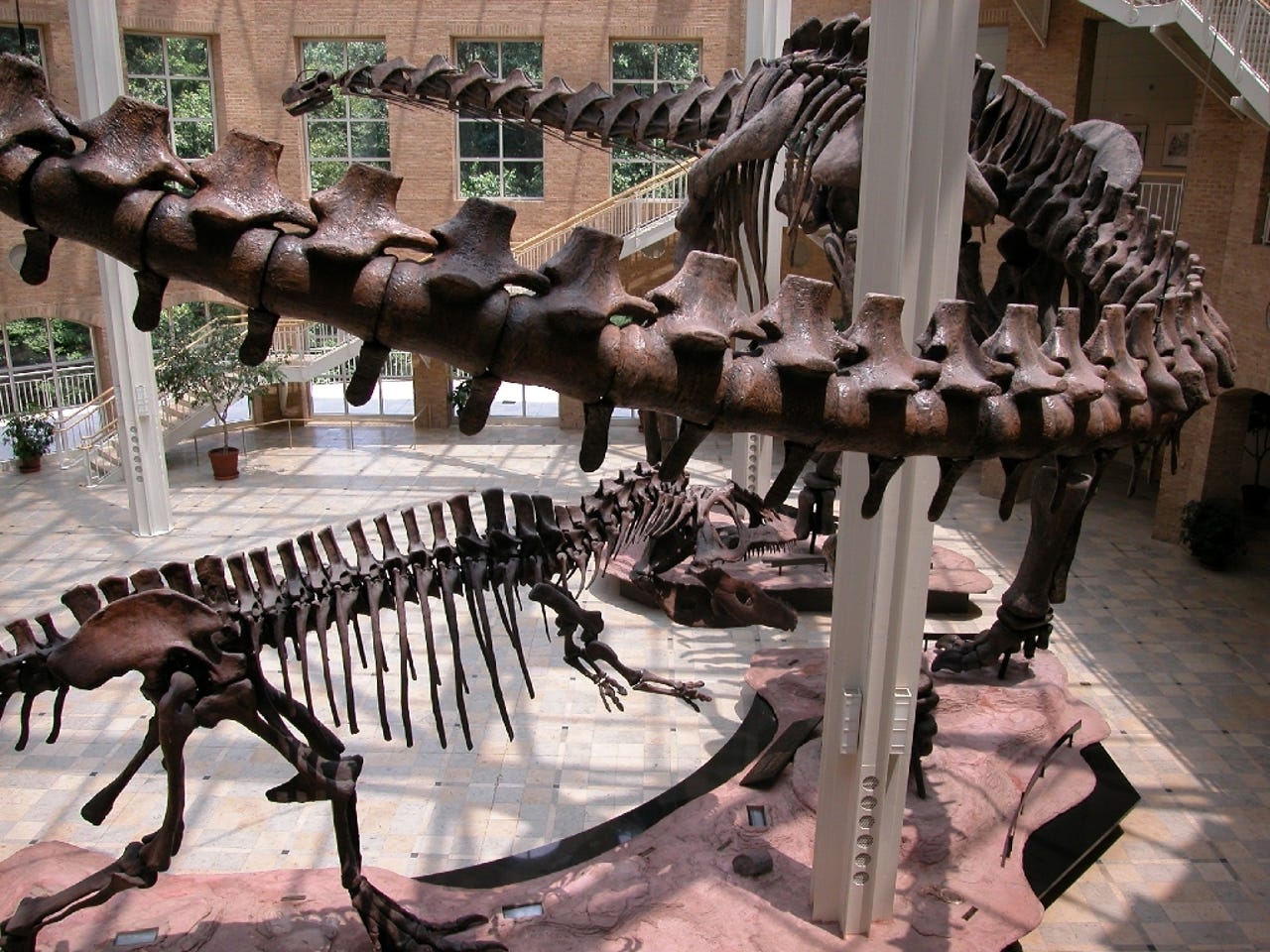 Giants of the Mesozoic dinosaurs