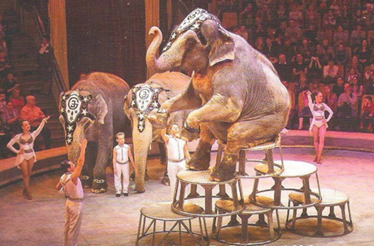 planet-circus-elephant-on-chair-001.jpg