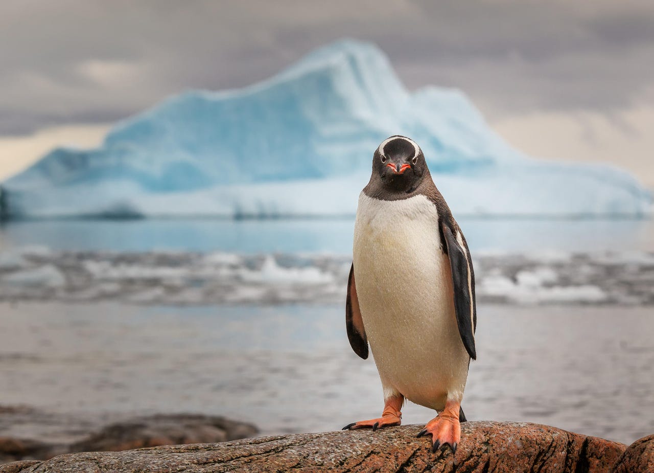 gettyimages-penguin-antarctica.jpg