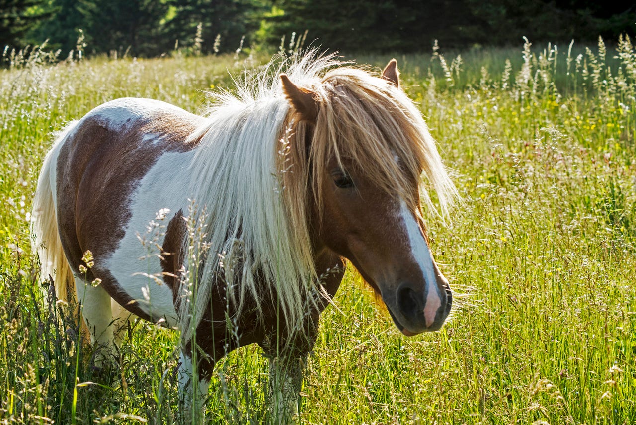 istock-pony.jpg