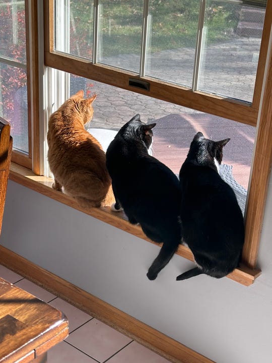 three-cats-window