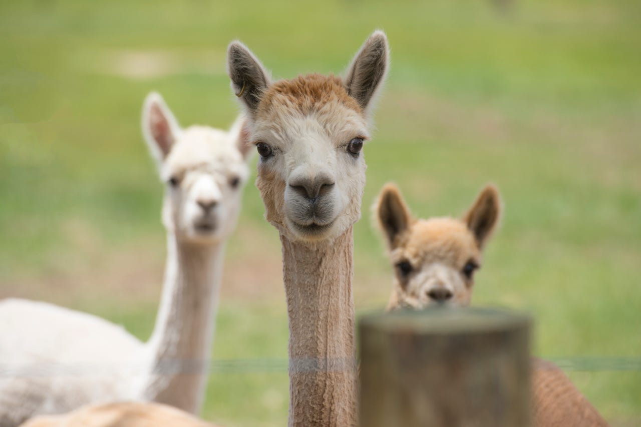 three-llamas